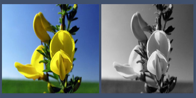 Pixastic - Image Processing Library